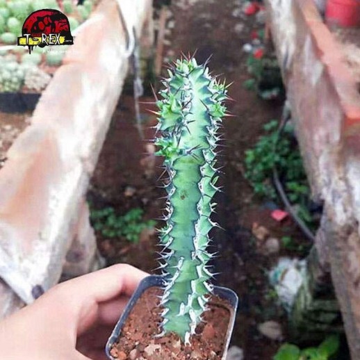 comprar cacto em curitiba