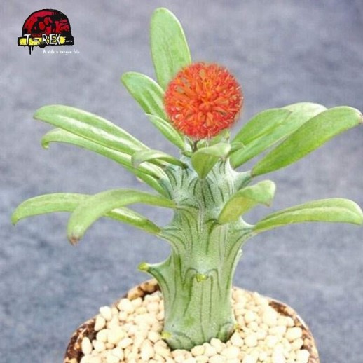 Muda De Planta Suculenta...