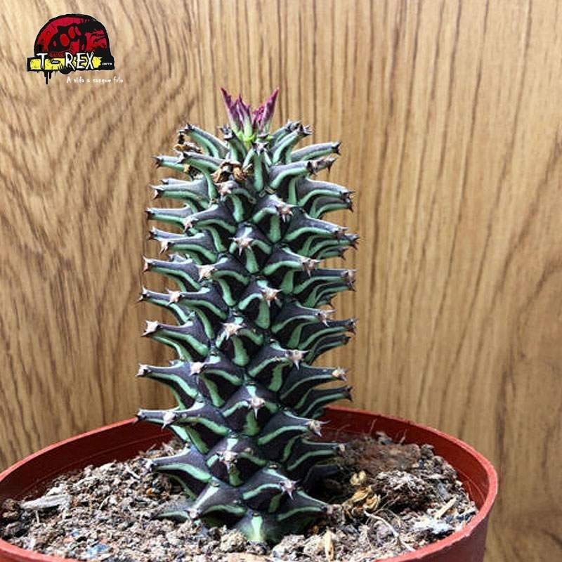 comprar suculenta em paraiba