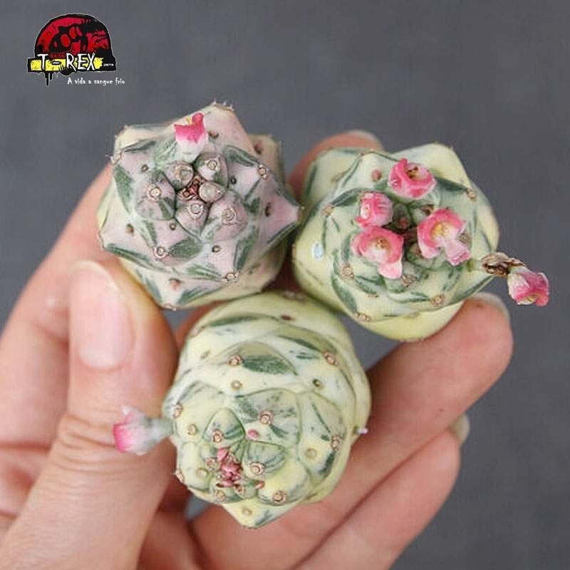 comprar cacto em manaus