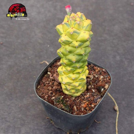 mudas de suculenta em manaus