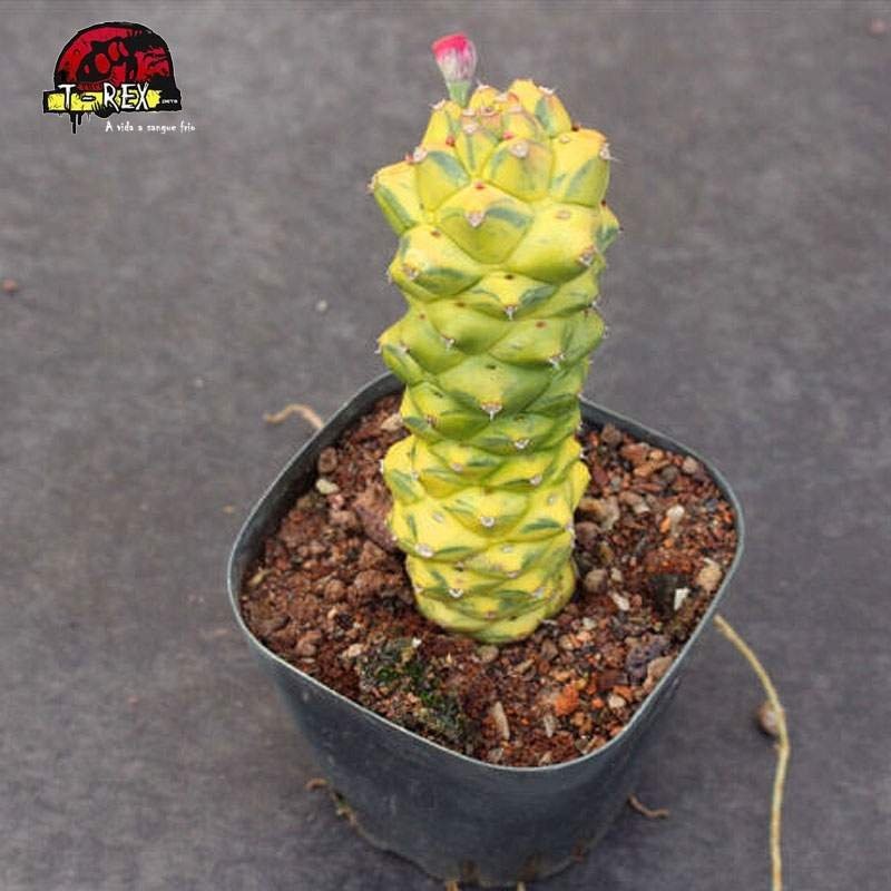 mudas de suculenta em manaus