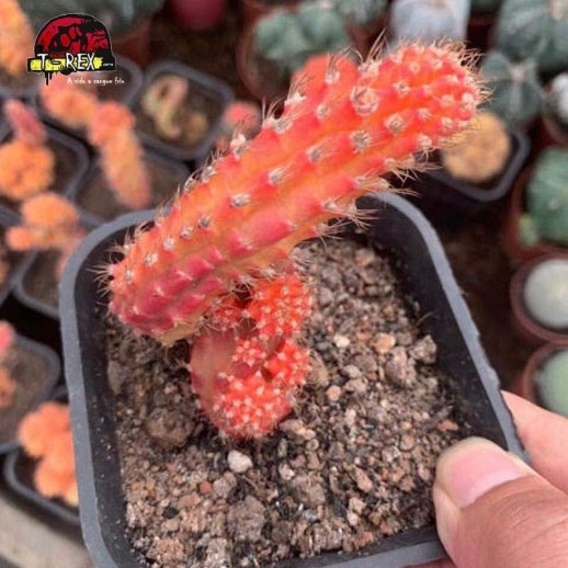 suculenta rara em londrina