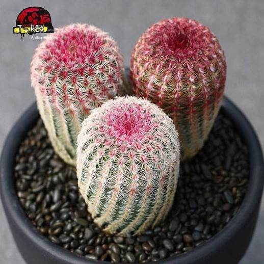 muda de cacto em maringa