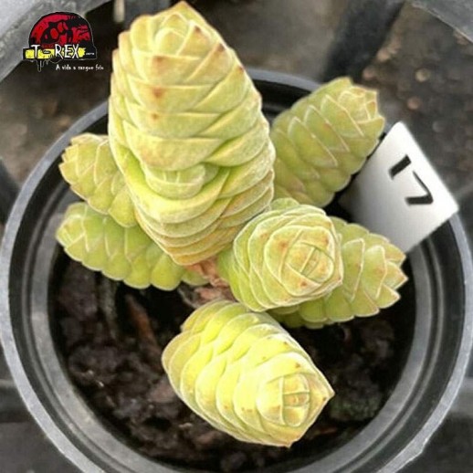 mudas de suculenta sao paulo