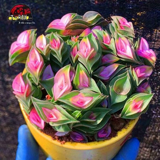 suculenta rara em londrina