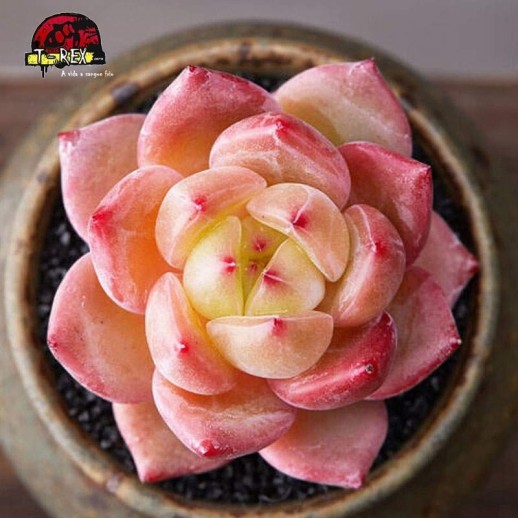 venda de suculenta rara em apucarana