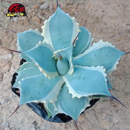 comprar suculenta raridade em maringa