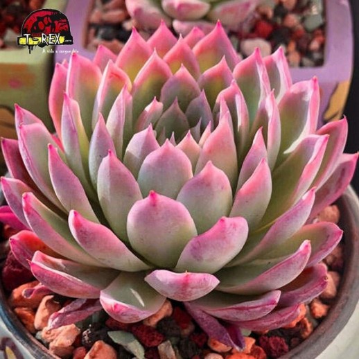 comprar mudas de suculenta