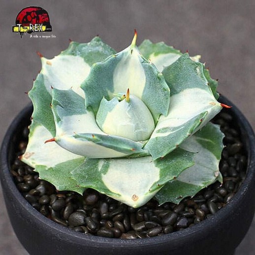 comprar suculenta rara em paraiba