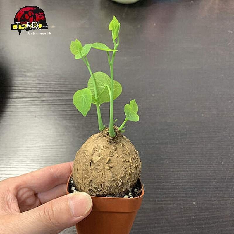 comprar suculenta rara hayat