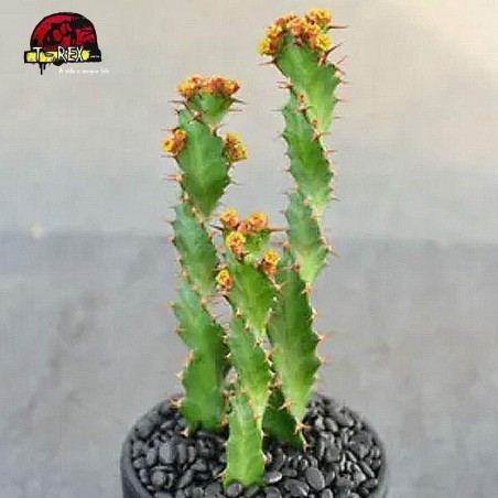 comprar cacto em santa catarina