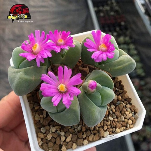 comprar suculenta em espirito santo