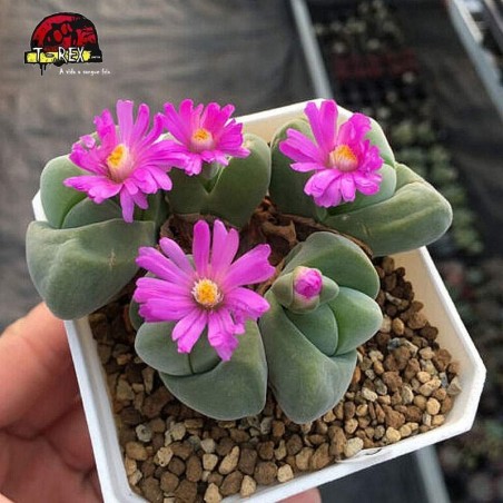 comprar suculenta em espirito santo