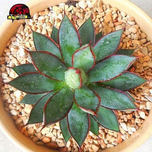 comprar comprar suculenta borgonha