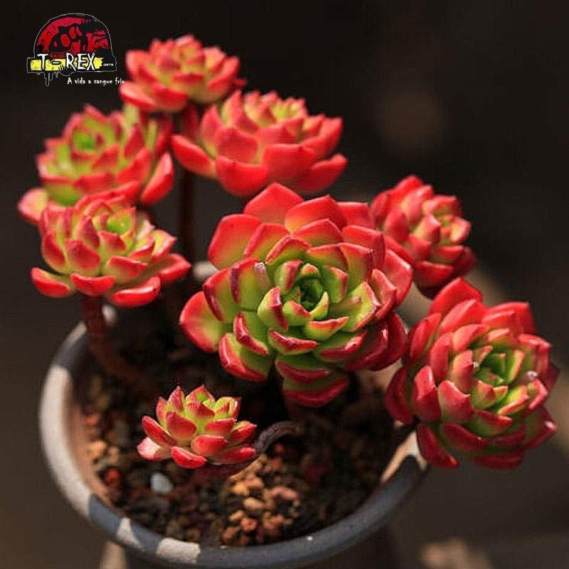 aonde comprar mudas de suculenta