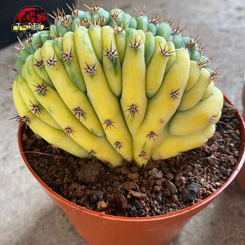 comprar suculenta enraizada