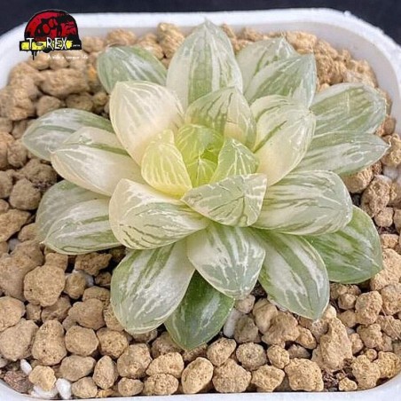 suculenta raridade obtusa