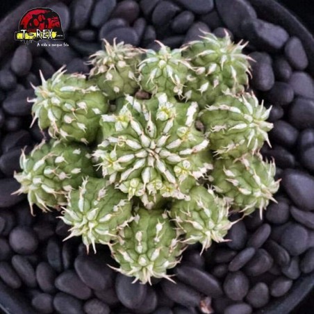 comprar suculenta rara bumper