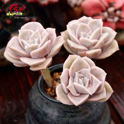 suculenta rara para venda