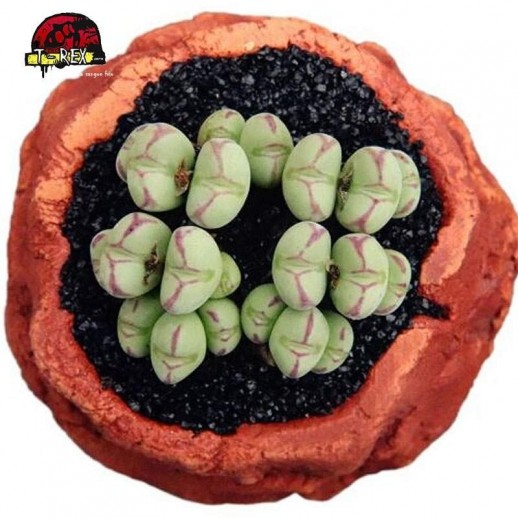 mudas de suculenta rara