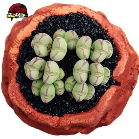 mudas de suculenta rara