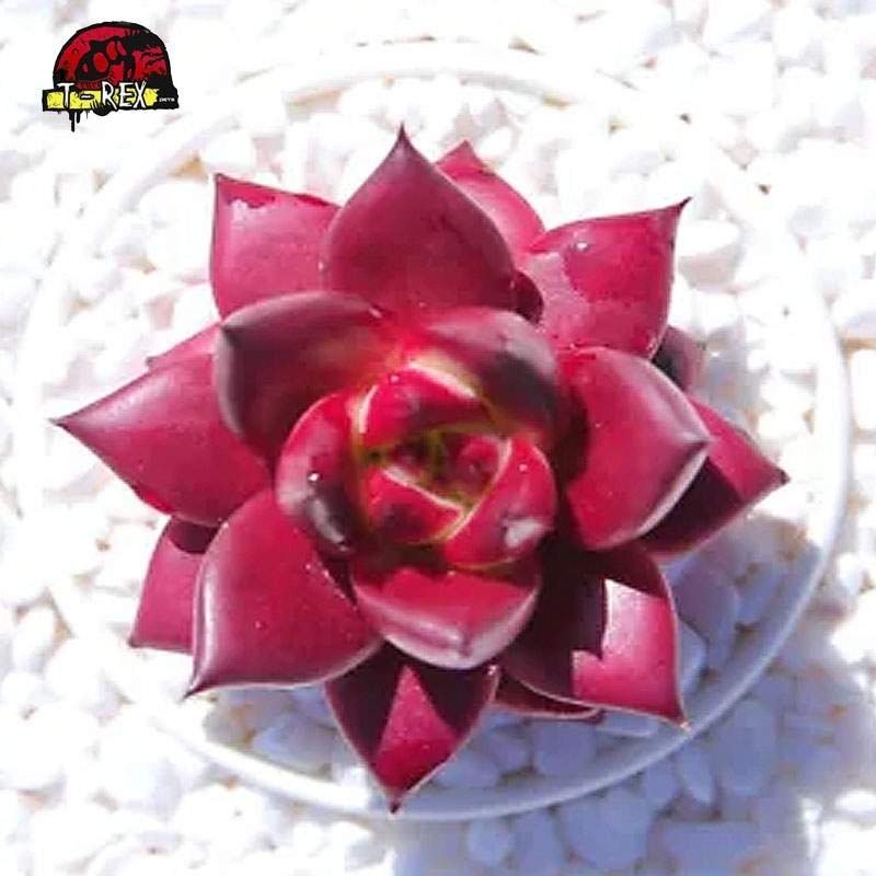 mudas de suculenta em pernanbuco