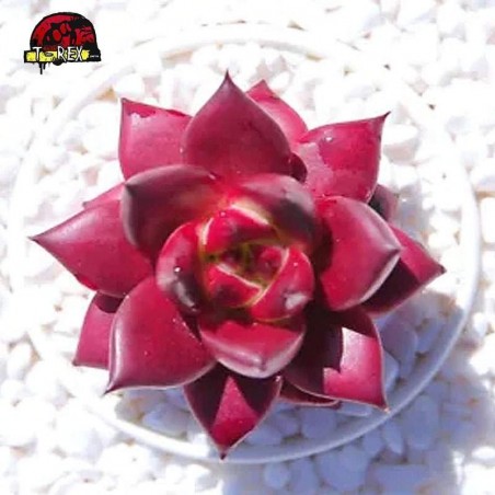 mudas de suculenta em pernanbuco