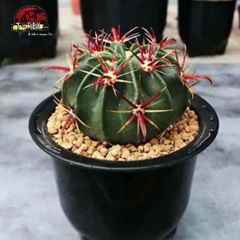 cacto rara para venda ferocactus
