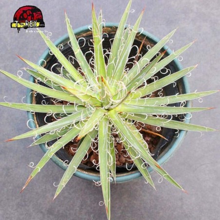 comprar muda de suculenta rara