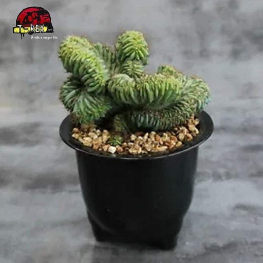 mudas de suculenta rara