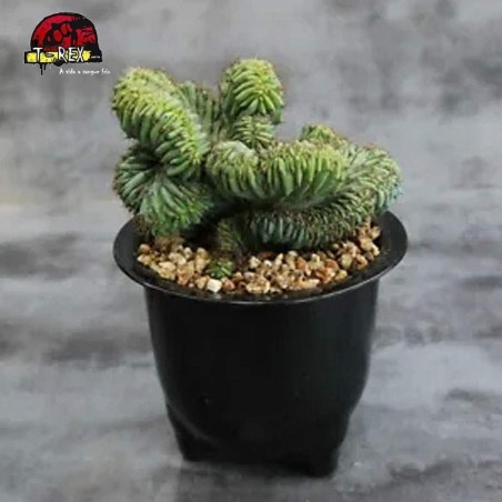 mudas de suculenta rara