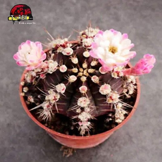 comprar muda de suculenta rara