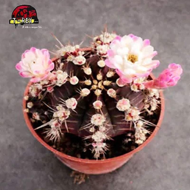 comprar muda de suculenta rara