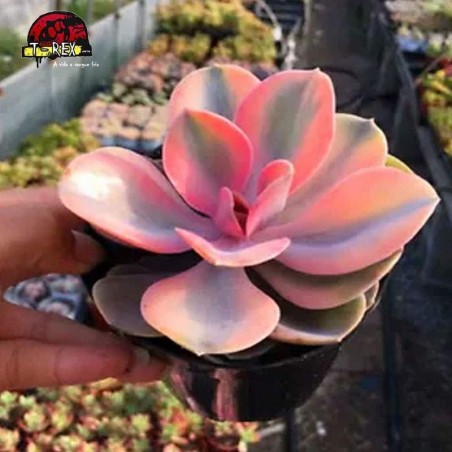 comprar suculenta rara