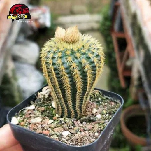 venda de cacto golden