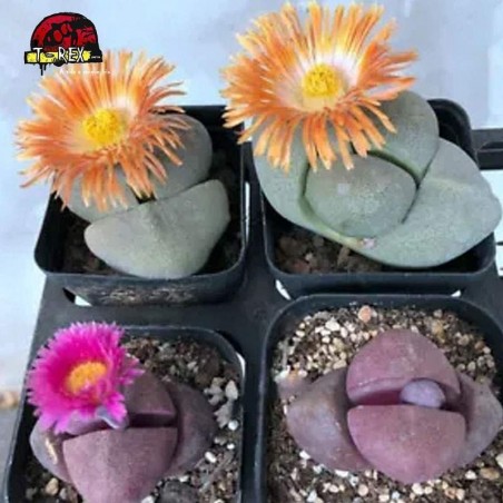 comprar suculenta rara