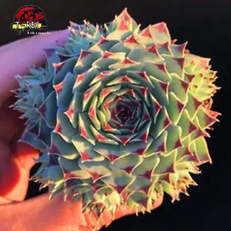 aonde comprar suculenta raridade