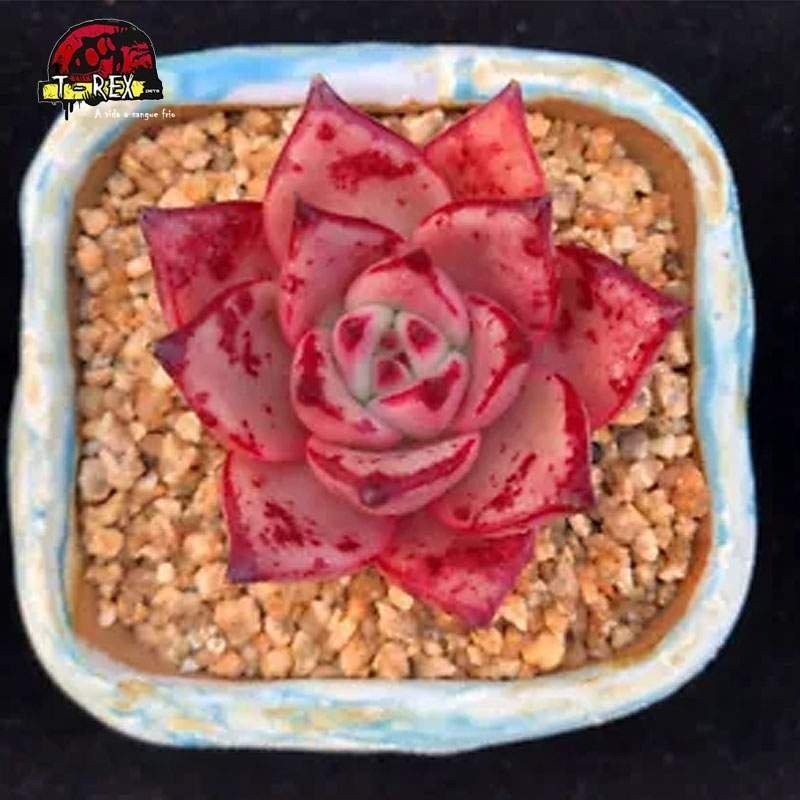 aonde comprar suculenta