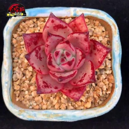 aonde comprar suculenta