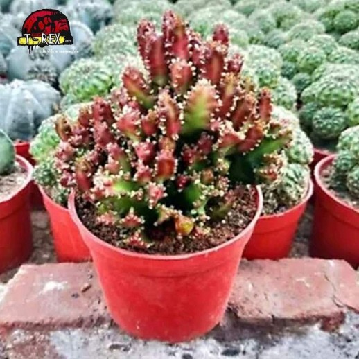 comprar suculenta rara