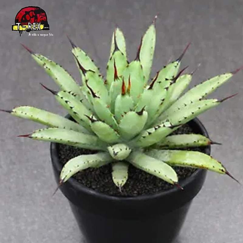 comprar suculenta rara