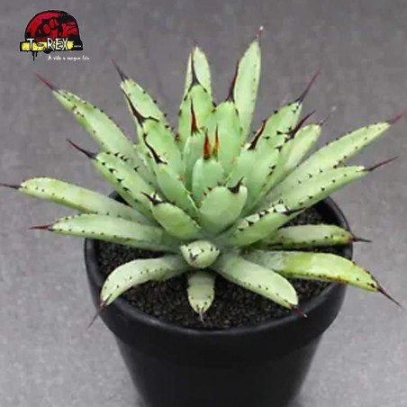 comprar suculenta rara