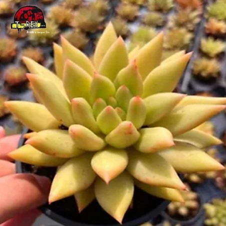 muda de suculenta rara