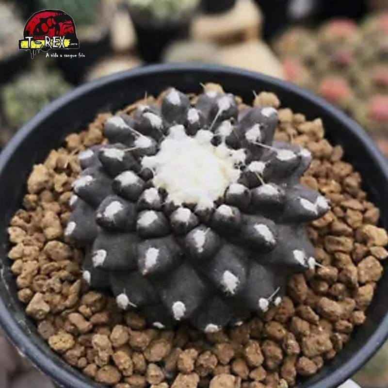 comprar suculenta raridade