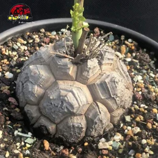 muda de suculenta raridade