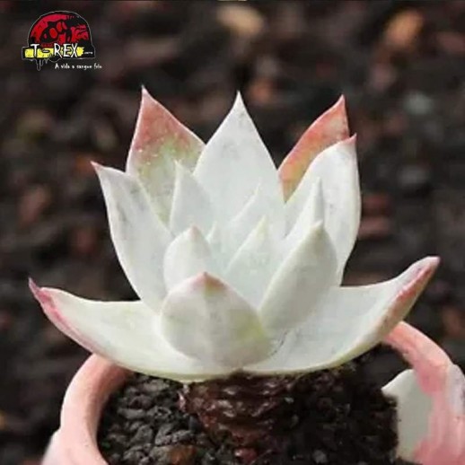 muda de suculenta rara