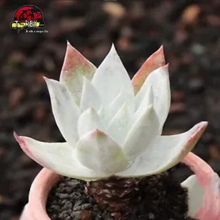 muda de suculenta rara