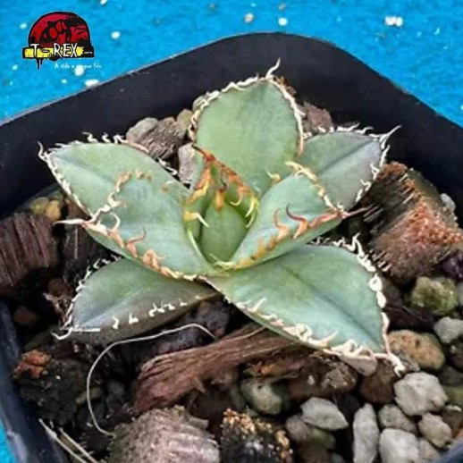 mudas de suculenta raridade