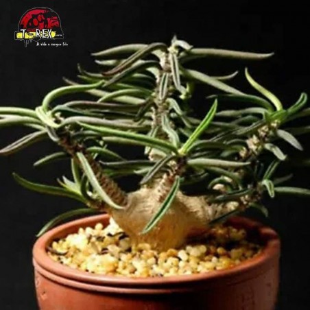 comprar muda de suculenta